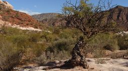 Definirán por ley los límites de La Ciénaga y Pedernal