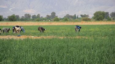 Ullum va por los dueños de grandes propiedades