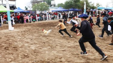 Suelta del gallo, la práctica rural que abre otra vez la polémica sobre el uso de animales en las destrezas gauchas