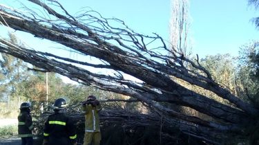 Cayó un árbol en una calle sanjuanina y generó temor entre los automovilistas