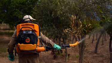 Quince cuadrillas trabajan para combatir la plaga Lobesia botrana