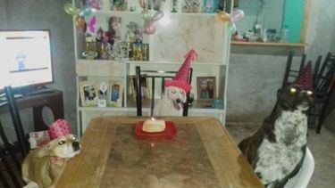 Una caucetera le festejó el cumple a su caniche con perros invitados