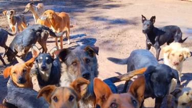 Hogar Animal Jáchal, el refugio que nació hace 9 años, cuida un centenar de animales y lucha por un espacio propio