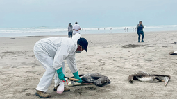 Encontraron más de 600 pelícanos muertos en una isla colombiana por gripe aviar