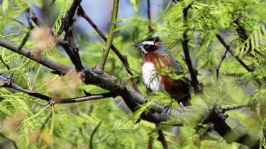 Ornitlón en Valle Fértil, una nueva propuesta