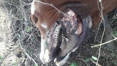 Una organización sanjuanina afirmó que la supuesta vaca sin ojos hallada en Caucete es una mentira